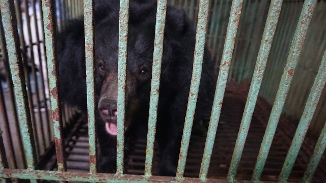 The bears in Thai Nguyen had been in captivity for more than 12 years.