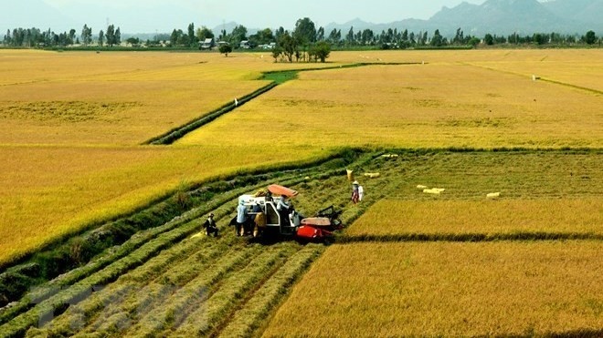 Vietnam’s agricultural products have been exported to more than 180 countries and territories worldwide. (Illustrative photo: VNA)