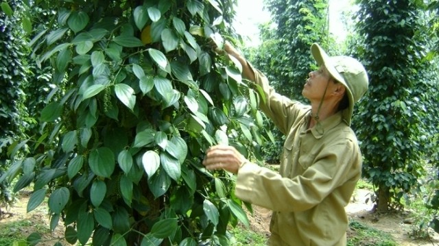 Pepper is one among Vietnam’s key export products to the EU.