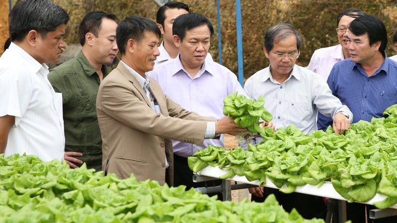Deputy PM Vuong Dinh Hue and other delegates visit a vegetable production model of Tan Tien cooperative in Da Lat (photo: VGP)