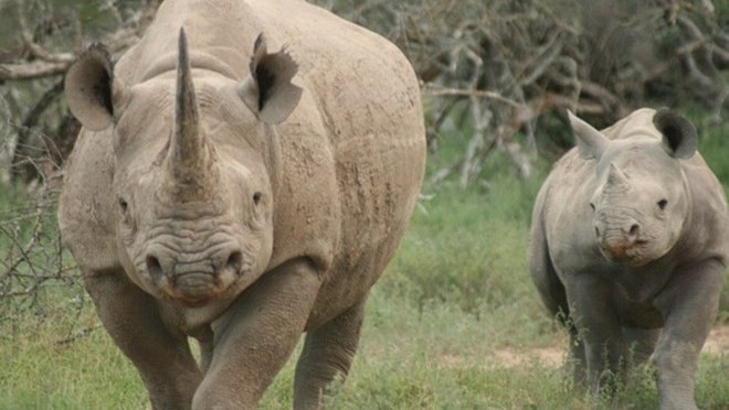 In 2017, as many as 1,028 rhinos were needlessly slaughtered by poachers in South Africa (Photo: Education for Nature – Vietnam)