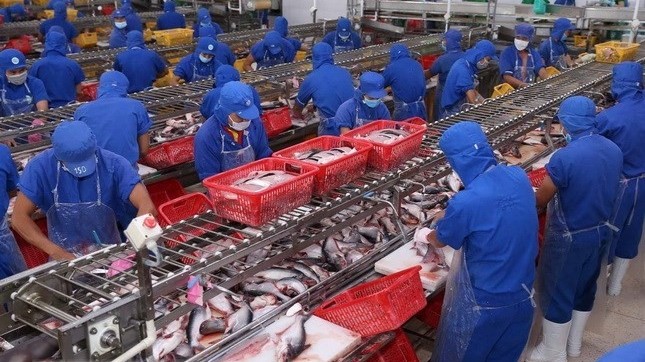 Vietnamese fishery products have been shipped to all other ASEAN countries, with top items being saltwater fish, tra fish, cuttlefish and octopus. (Photo: VNA)