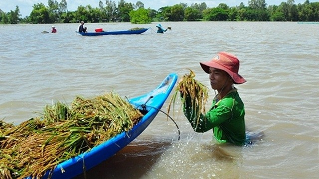 Farmers in Vinh Gia commune, Tri Ton district, An Giang province harvest rice against the flood. (Photo: NDO/Huynh Xay)