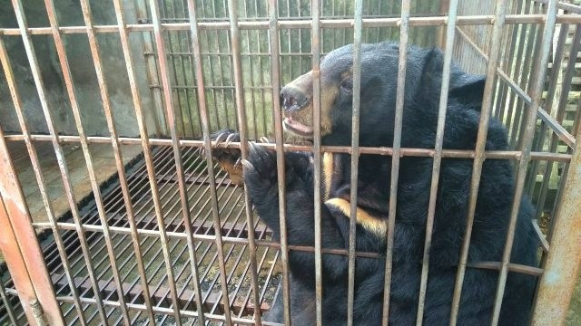 Sky is the 199th bear to be rescued and sent to Tam Dao bear sanctuary. (Photo courtesy to Animals Asia)