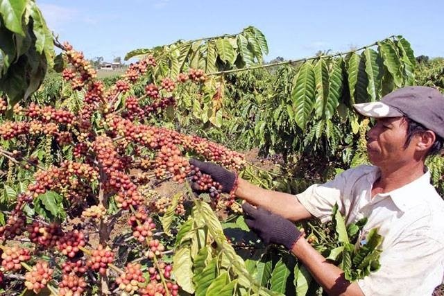 Currently, the export price of Robusta coffee grad 2, with 5% black and broken, reached only US$1,401 per tonne at Ho Chi Minh City’s ports.