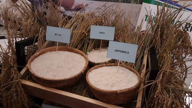 The Vietnamese rice sector will attempt to increase the volume of fragrant rice, specialty rice and Japonica rice (Photo: NDO)