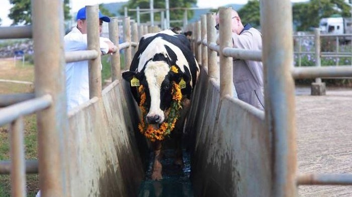 One of 1,800 dairy cows imported by TH Group (Source: TH Group)