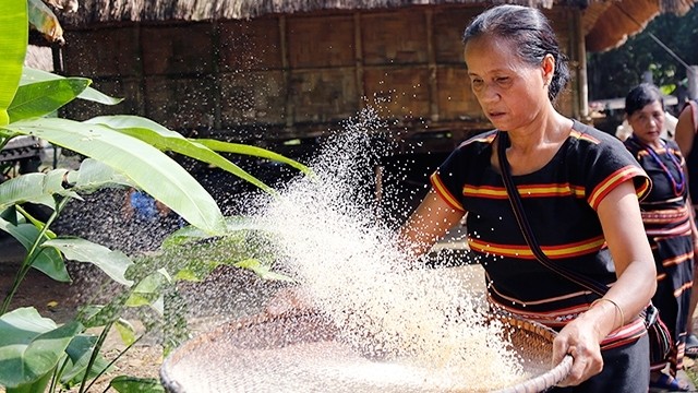 An old woman winnowing new rice after harvest