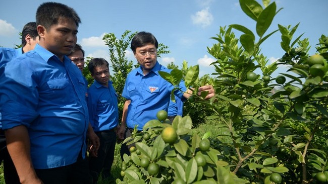 First Secretary of the HCYU Central Committee Le Quoc Phong visits a start-up agricultural model in Tuyen Quang province (Photo: thanhnien.vn)