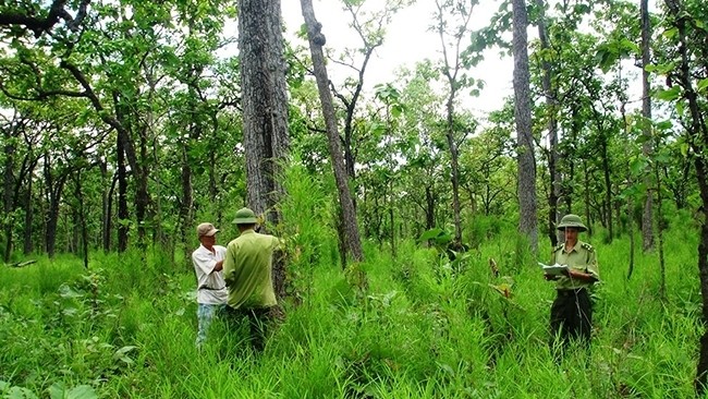 Afforestation in Cao Bang province. (Representative photo: tinmoitruong.vn)