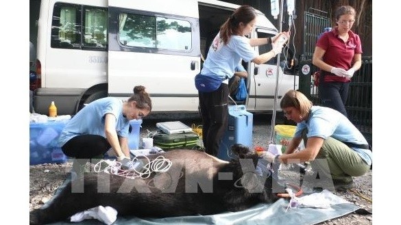 Experts inspect the moon bear's health after the anesthesia. (Photo: VNA)