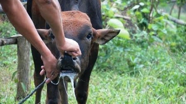 The vaccine is expected to help Vietnam to better prevent diseases in animals. (Photo: Internet)