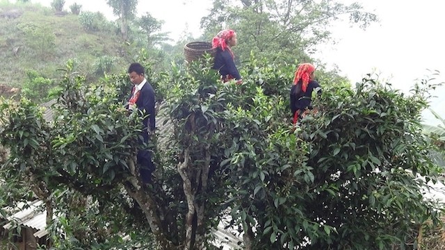 Local people harvest Shan Tuyet tea in Vi Xuyen district. (Photo: Van Doi)