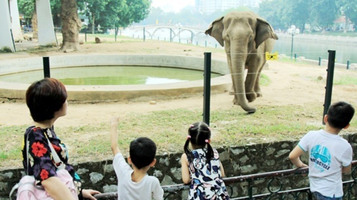 Children watching an elephant at the zoo