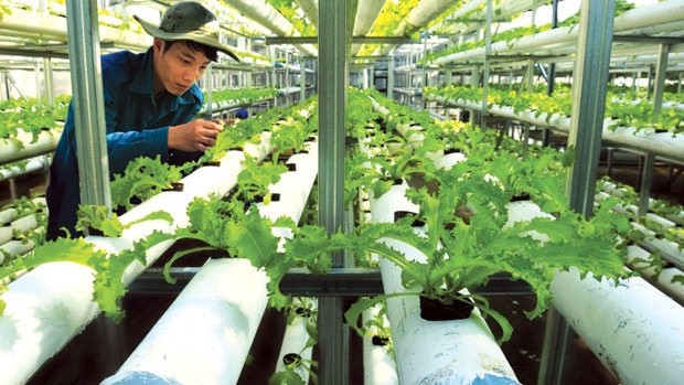 Vietnam will promote hi-tech, ecological and organic agriculture (illustrative image)
