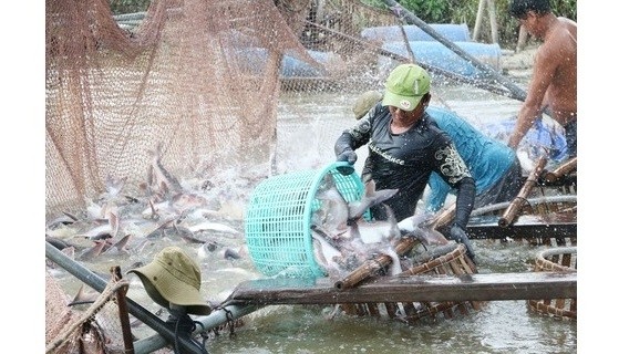 Vietnam’s tra fish export value has exceeded US$2 billion for the first time, with the figure hitting US$2.05 billion in the first 11 months. (Photo: VNA)