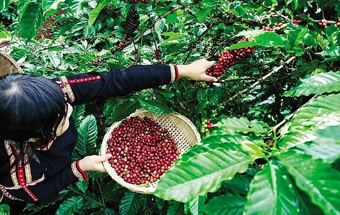 Coffee is among Vietnam's key agricultural products exported to the EU market.