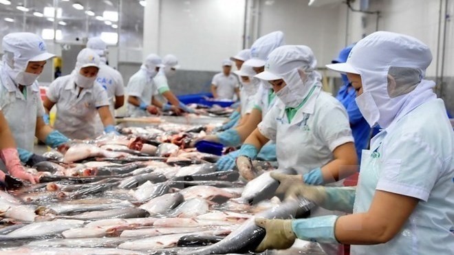 processing Tra fish for export (Photo: VNA)