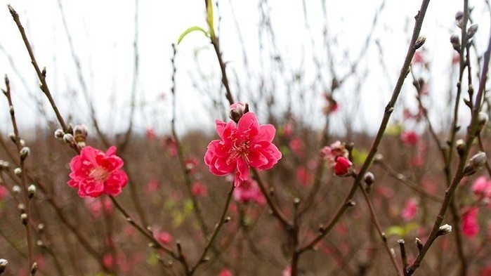 The blossom of peach flowers sends a signal of the arrival of a new spring. 