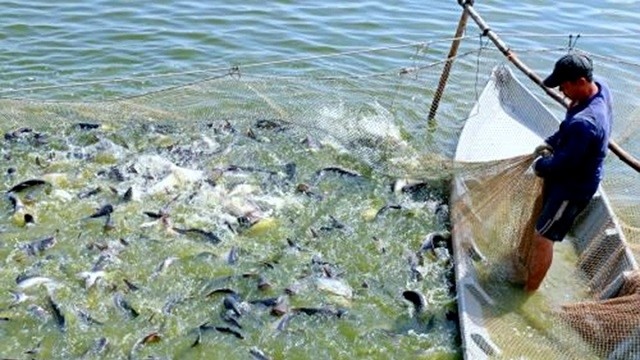 Pangasius farming based on the linkage model by Hung Ca Company Limited, Thanh Binh district, Dong Thap province. (Photo: NDO)