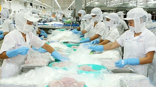 Workers at Can Tho Seafood Import-Export JSC (Caseamex) process catfish for export. (Photo: NDO/Quoc Tuan)
