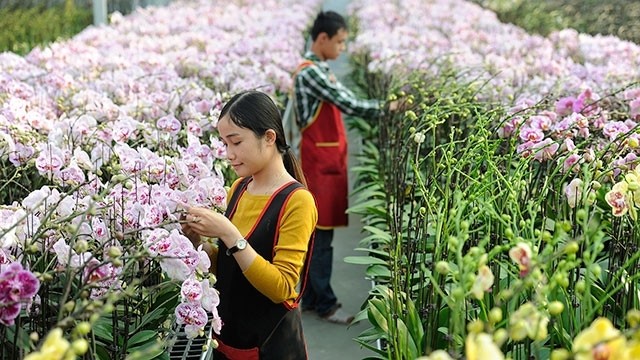 Farmers are checking the flowers before harvesting.