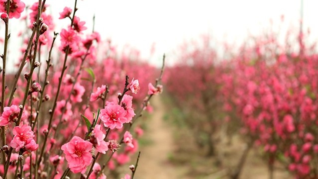  Peach blossoms in full bloom to greet Tet festival