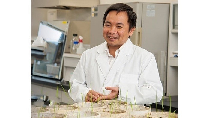 Associate Professor Tran Dang Xuan with experiments on rice genes. (Photo: Hiroshima University)