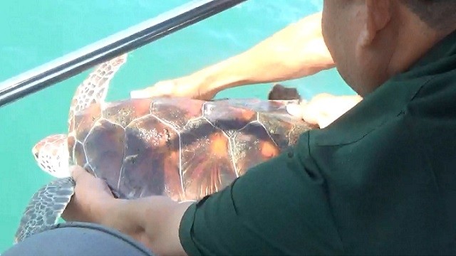 A seaturtle released to the wild after being rescued by functional force. (Photo provided by ENV)
