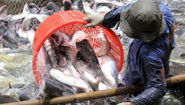 The Mekong Delta raises about 5,400 ha of tra fish for commercial use in 2018, up 3.25% annually.