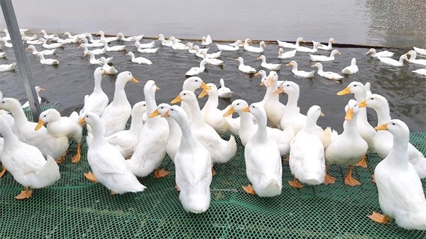 Mavin Group has imported high-quality duck breeds from the UK and France to Vietnam and applied modern cross-breeding technologies to create breeds suitable to the local climate. (Photo: mavin-group.com)