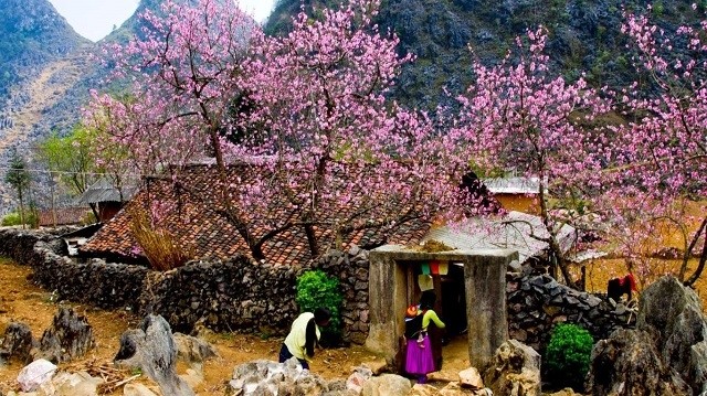 Peach blossom is a typical signal of spring in northern Vietnam.