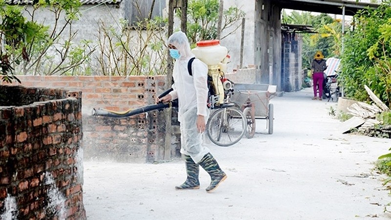Vietnam is taking bold actions to contain the African swine fever. (Photo: NDO/Minh Phuc)