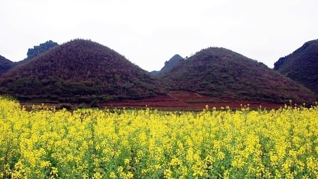 Visitors are amazed at the beautiful yellow fields like in fairytales at the foot of the Quan Ba Mountain.