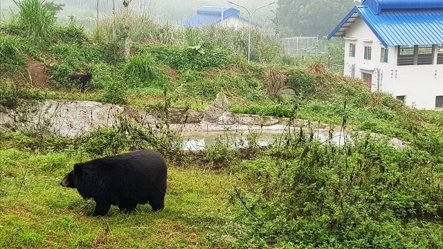 The facility is currently home to 12 bears. (Photo: laodong.vn)