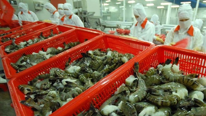 Vietnam’s shrimp exports to Japan are forecast to record double-digit growth in 2019. (Photo: Thanh Nien)