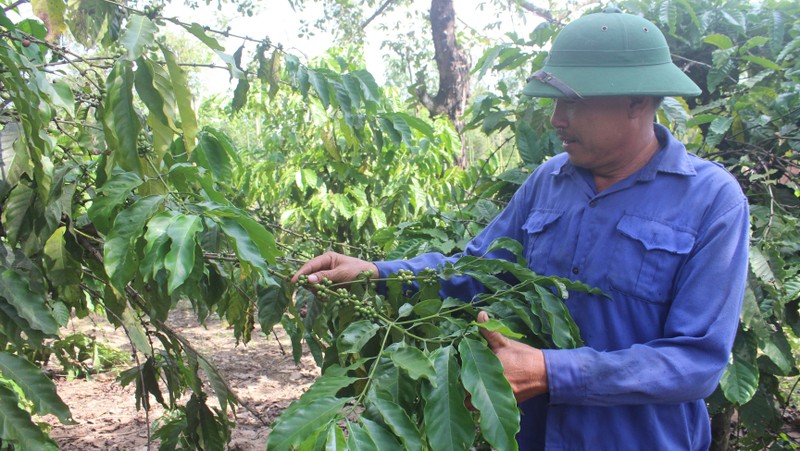 Vietnamese Buon Ma Thuat coffee will also enjoy a geographical indication in Europe.