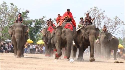 Elephants join a football match at the elephant fest in Krong Na commune, Buon Don district (Photo: VNA)