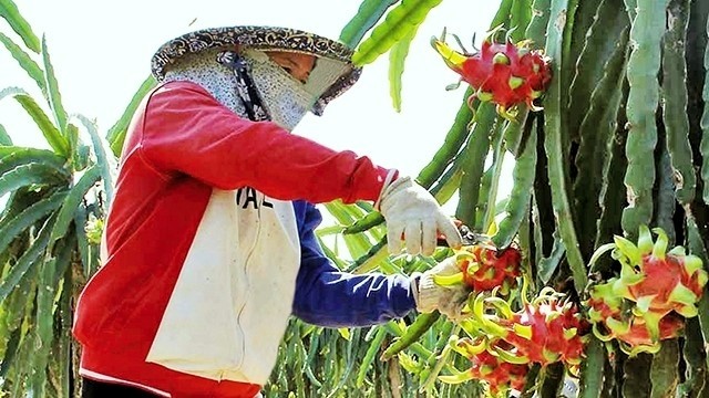 A member of Tam Vu Dragon Fruit Cooperative in Chau Thanh district, Long An province harvests dragon fruits. (Photo: NDO/Le Duc)
