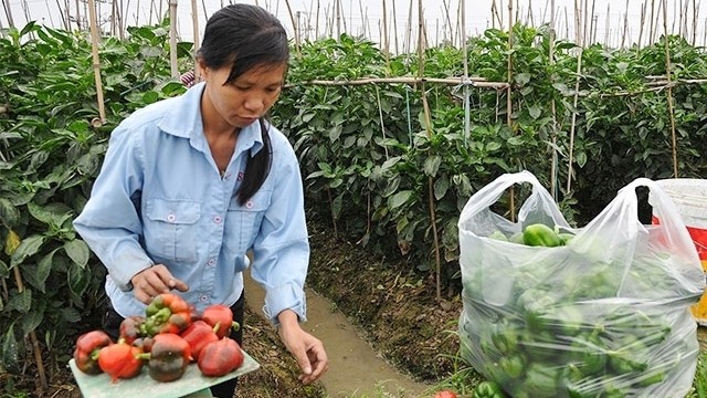 It is necessary to have policies to encourage and support female workers to improve the quality of jobs in agriculture (Illustrative image). (Photo: Nguyen Dang)