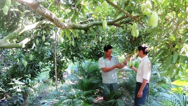 Tran Van Dang is content to learn that his mangoes will be exported to the US. (Photo: NDO/Ba Dung)