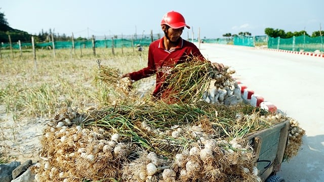 The garlic season in Ly Son runs from September to March with over 300 hectares to cultivate.