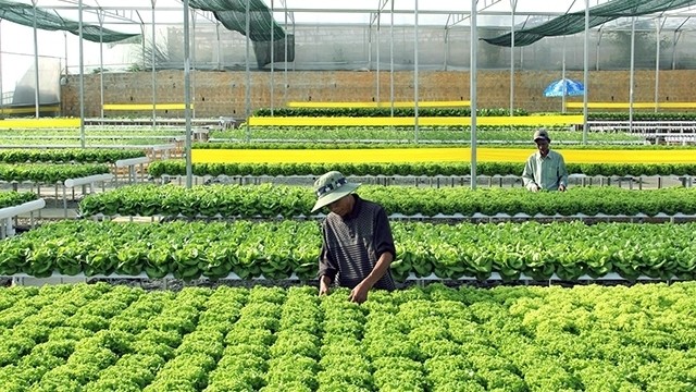 The hydroponics vegetable production model at Duc Tien farm in Ward 8, Da Lat city, Lam Dong province. (Photo: NDO/MAI VAN BAO)