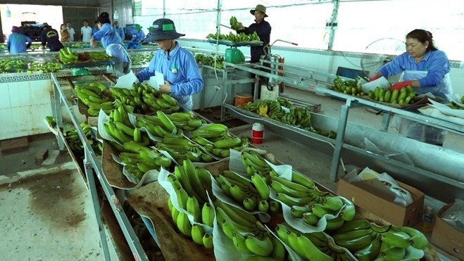 Processing banana for export (Photo: VNA)