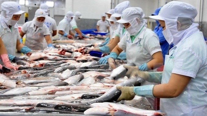 Vietnam’s tra fish exports to the UK in the first quarter increased by nearly 70%. (Photo: VNA)
