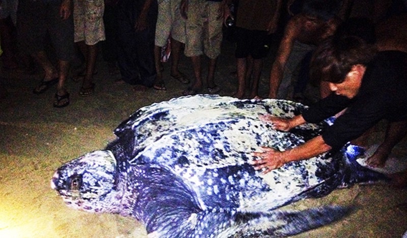 A leatherback turtle is rescued in Hai Khe commune, Hai Lang district.