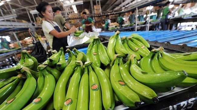 (Illustrative image). The Philippines' top exports to RoK include bananas, pineapples, copper.