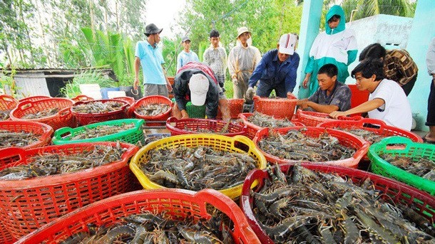 Shrimp harvesting in the Mekong Delta region.