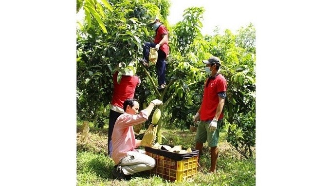 The first batch of Vinh Long mangoes to be exported to the US is harvested in Vung Liem district.