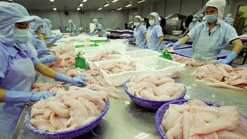 Processing Tra fish for export (illustrative image)